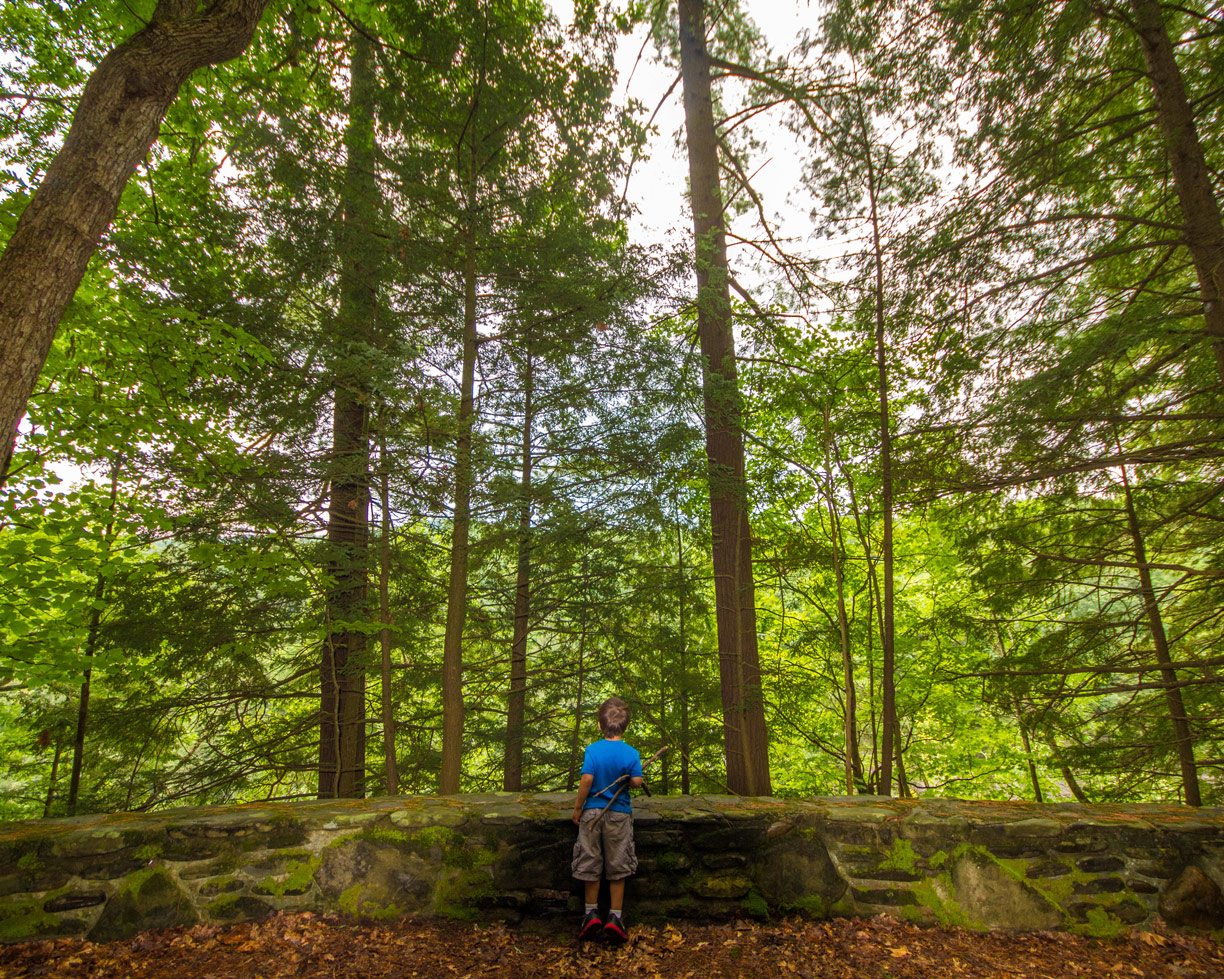 A young by looks into the forest in Letchworth State Park with kids in New York State
