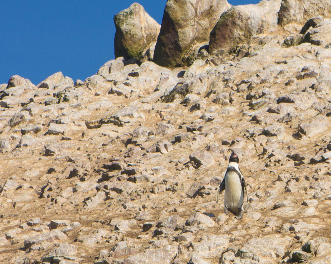 A Humboldt penguin basks in the sun at the Paracas Nature Reserve near Paracas Peru