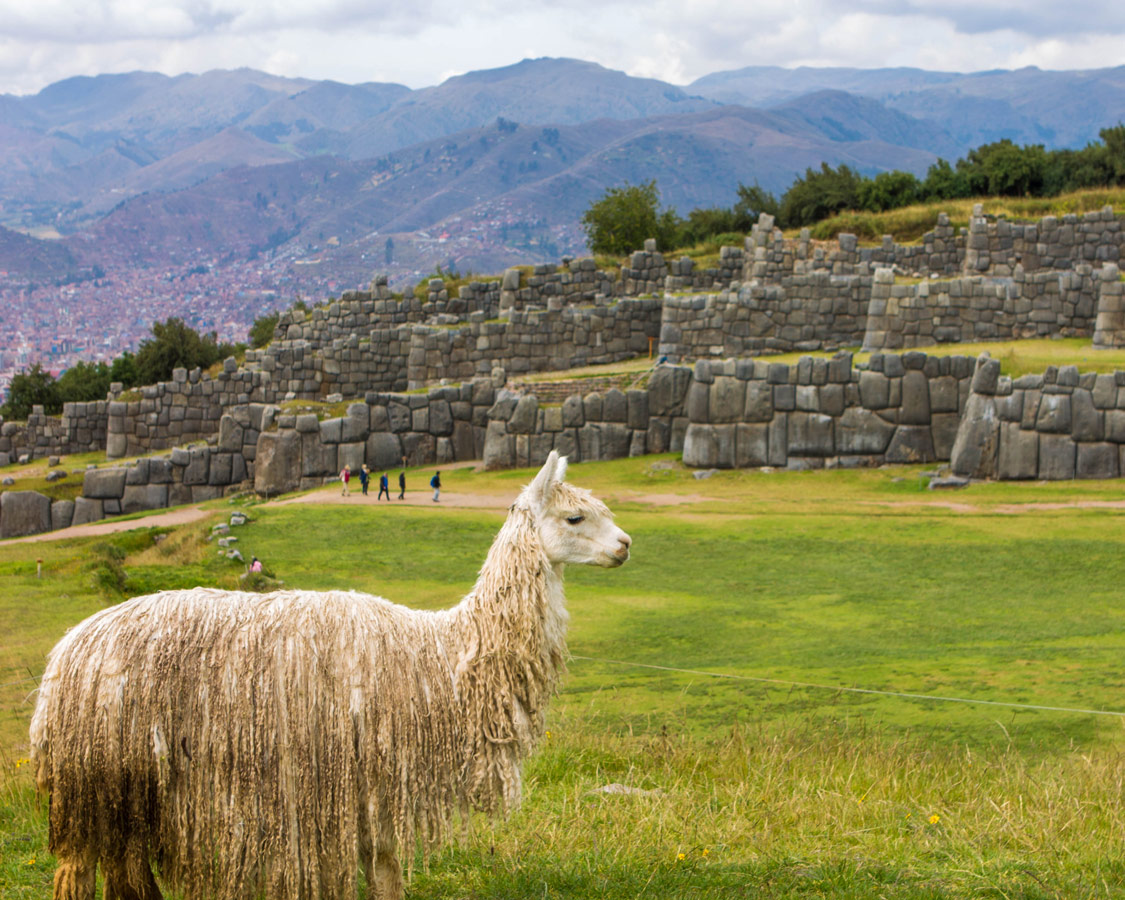 A hairy llama stands on the grass in front of the ruins of Sacsaywaman. one of the most famous things to see in Cusco Peru