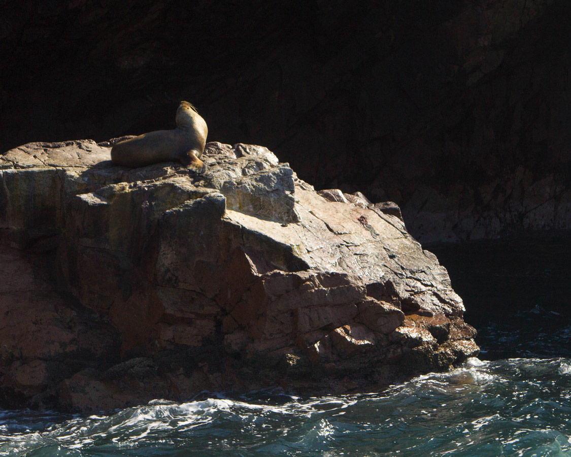 A sea lion sun bathes on the rocks in the Paracas Nature Reserve near Paracas Peru