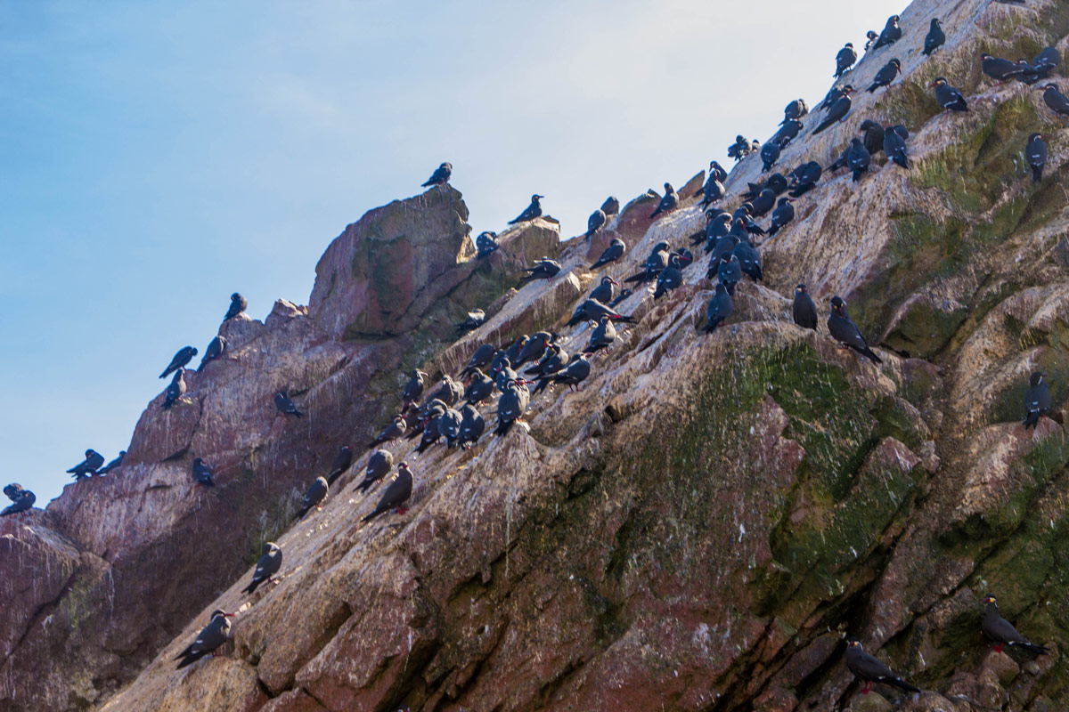 Birds line the rocks at the Paracas National Reserve in Paracas Peru