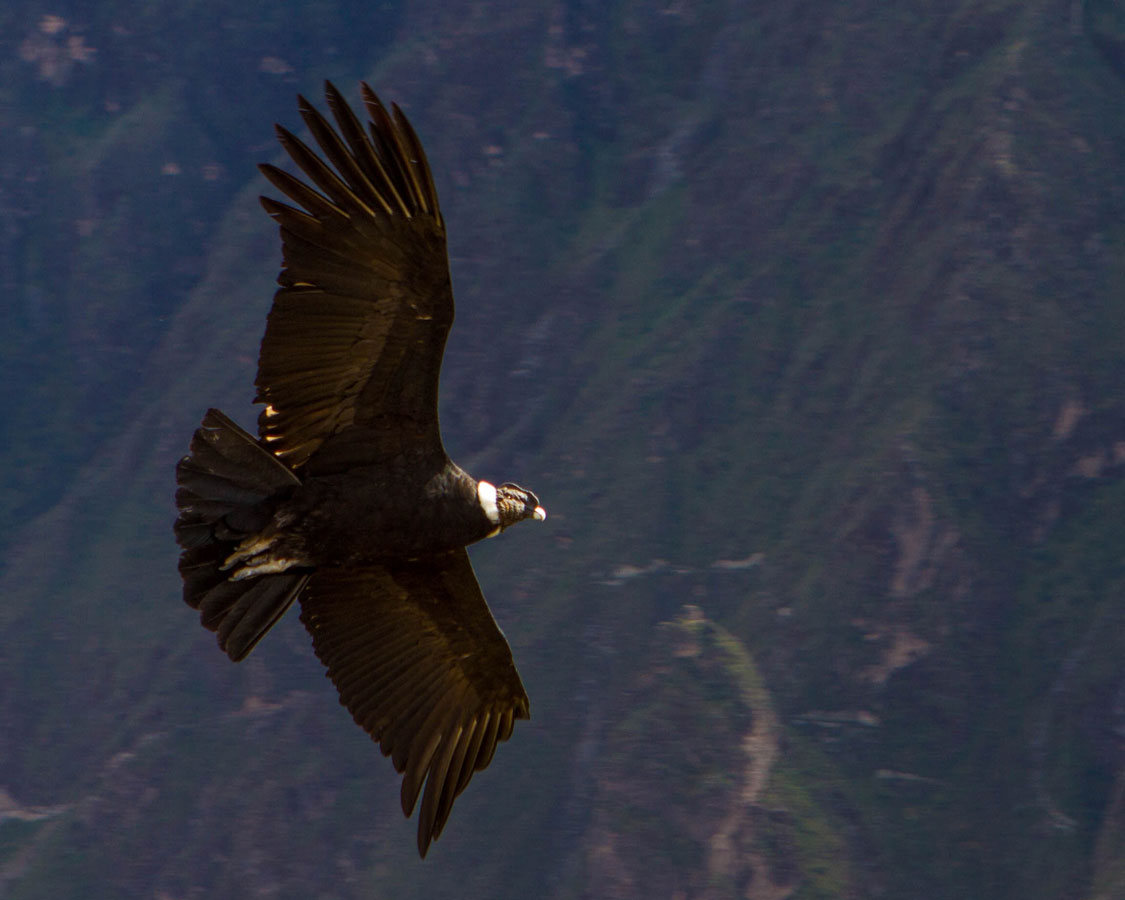 An Andean Condor soars over Colca Canyon in Peru with kids on a 14 day Peru itinerary