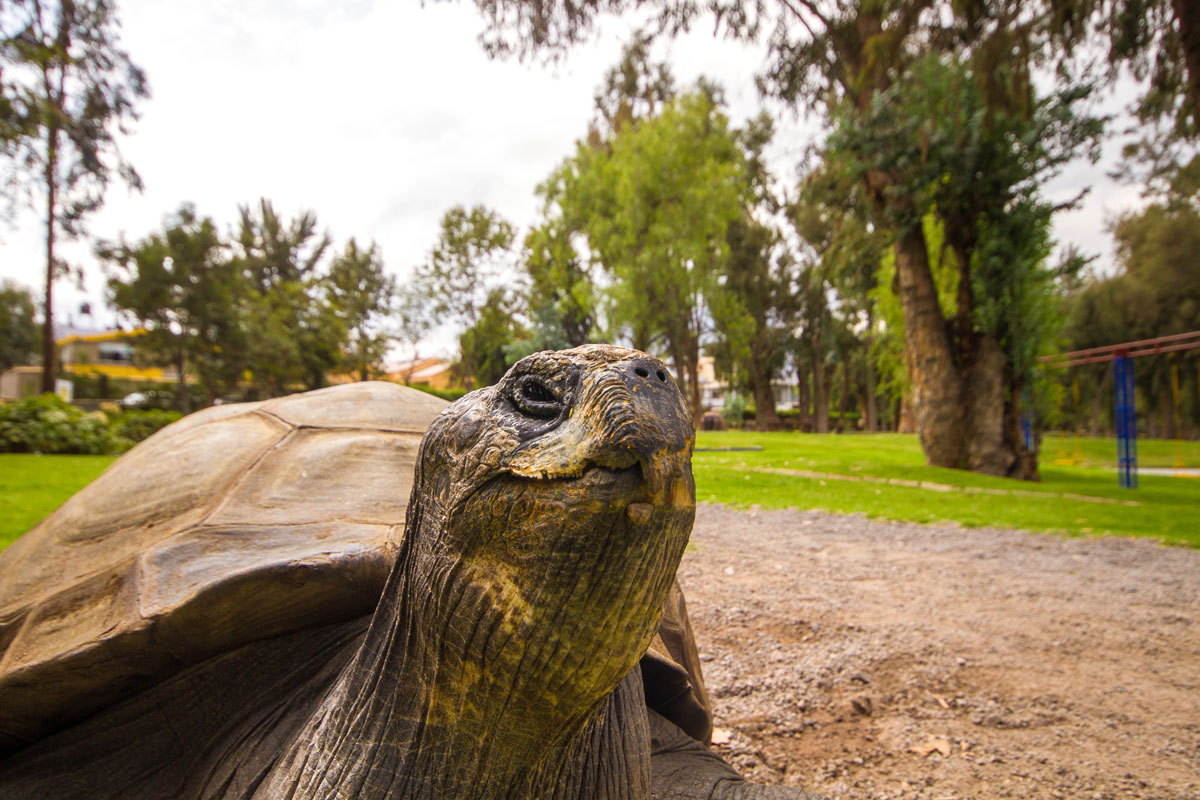 Galapagos Tortoise at Libertador Hotel Arequipa Peru with kids on a 14 day Peru itinerary