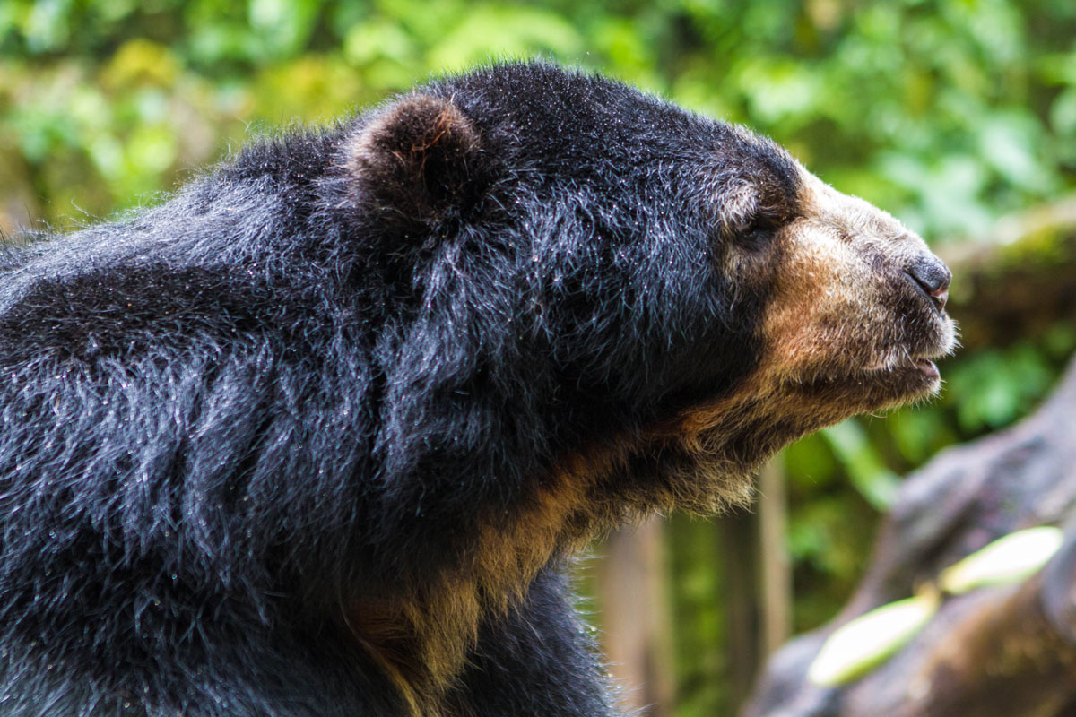 One of the Spectacled Bears at a sanctuary at InkaTerra Hotel in Machu Picchu Pueblo Peru with kids on a 14 day Peru itinerary