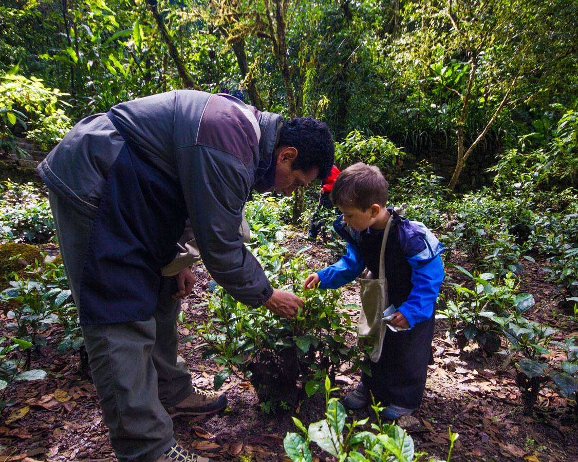 Picking tea leaves at InkaTerra Hotel in Machu Picchu Pueblo Peru with kids on a 14 day Peru itinerary