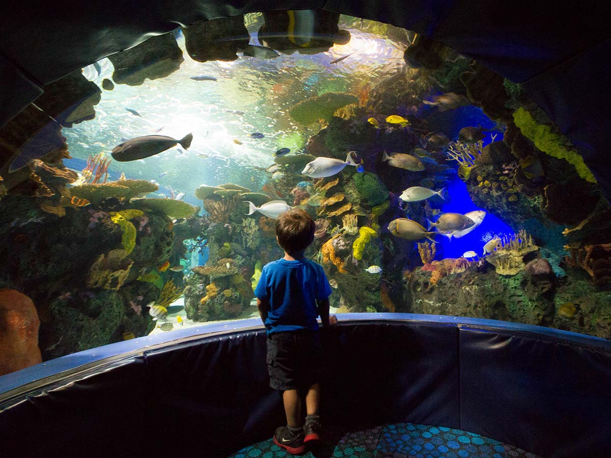 Boy watching fish at Ripleys Aquarium in Toronto Ontario