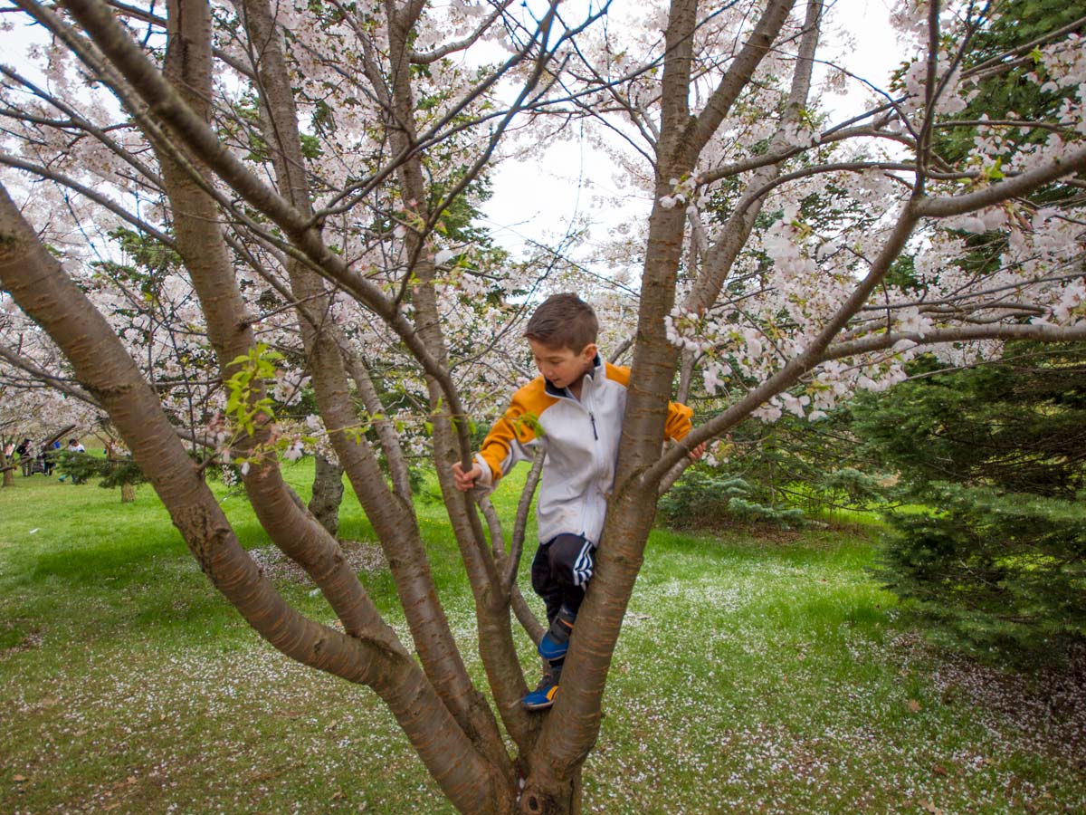 Cherry Blossoms in Brampton Ontario