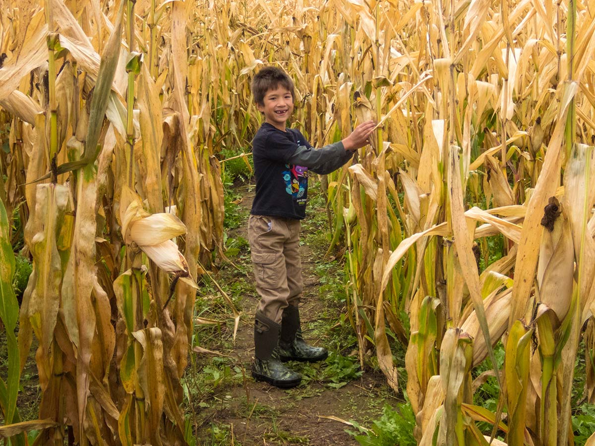 Running through a corn maze in Whitby Ontario
