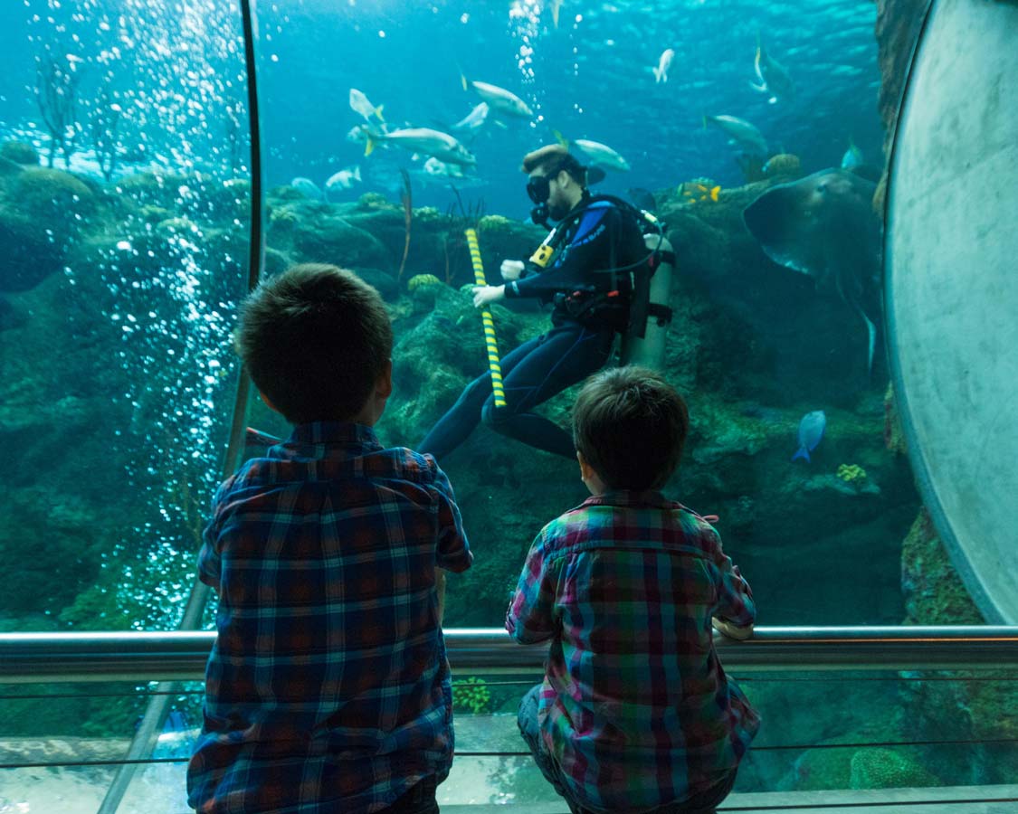 Two boys watch a SCUBA diver at the Florida Aquarium in Tampa Bay Florida