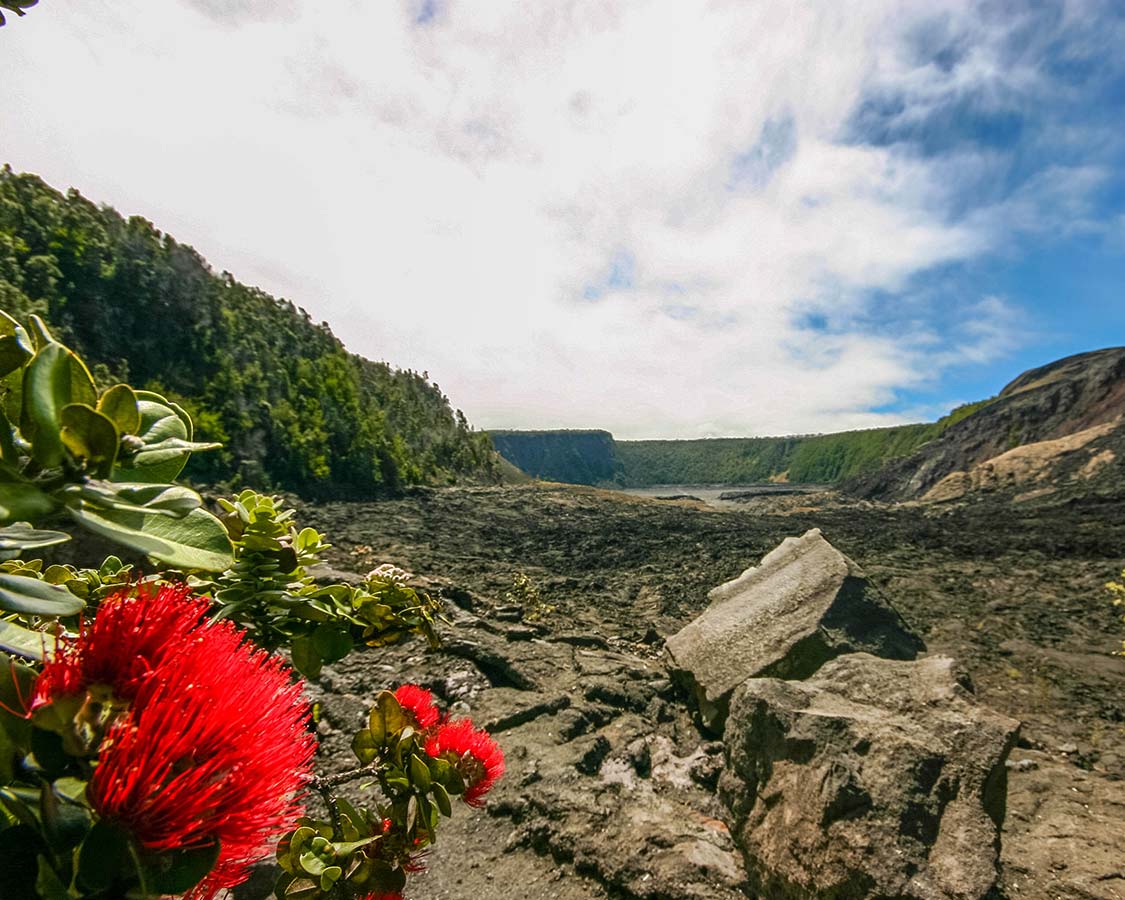 Flowers-grow-among-lava-rocks-in-Hawaii-Volcanoes-National-Park