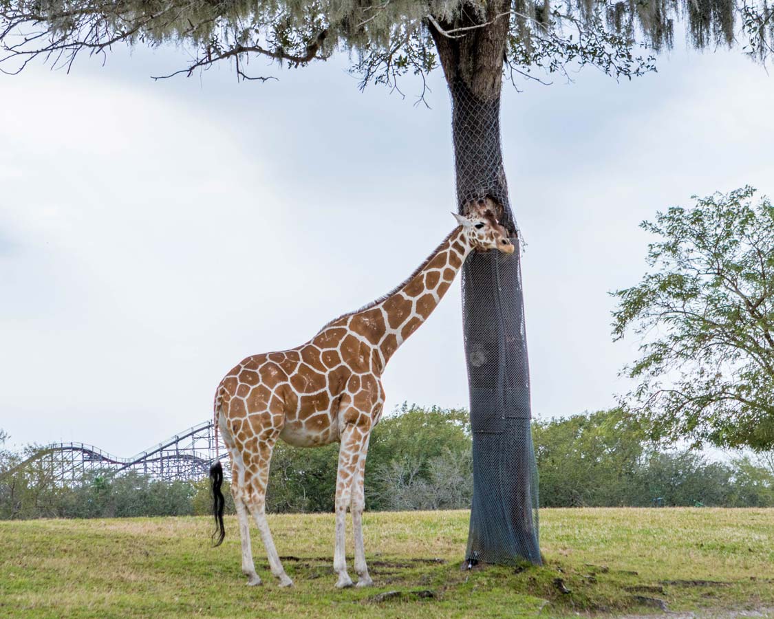 A giraffe in the shade of a tree at Busch Gardens Tampa Bay Florida with kids