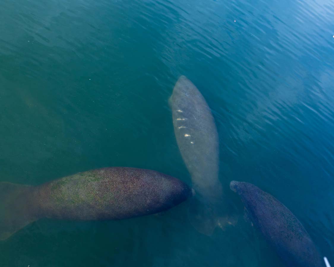 Manatees at the TECO viewing center in Tampa Florida