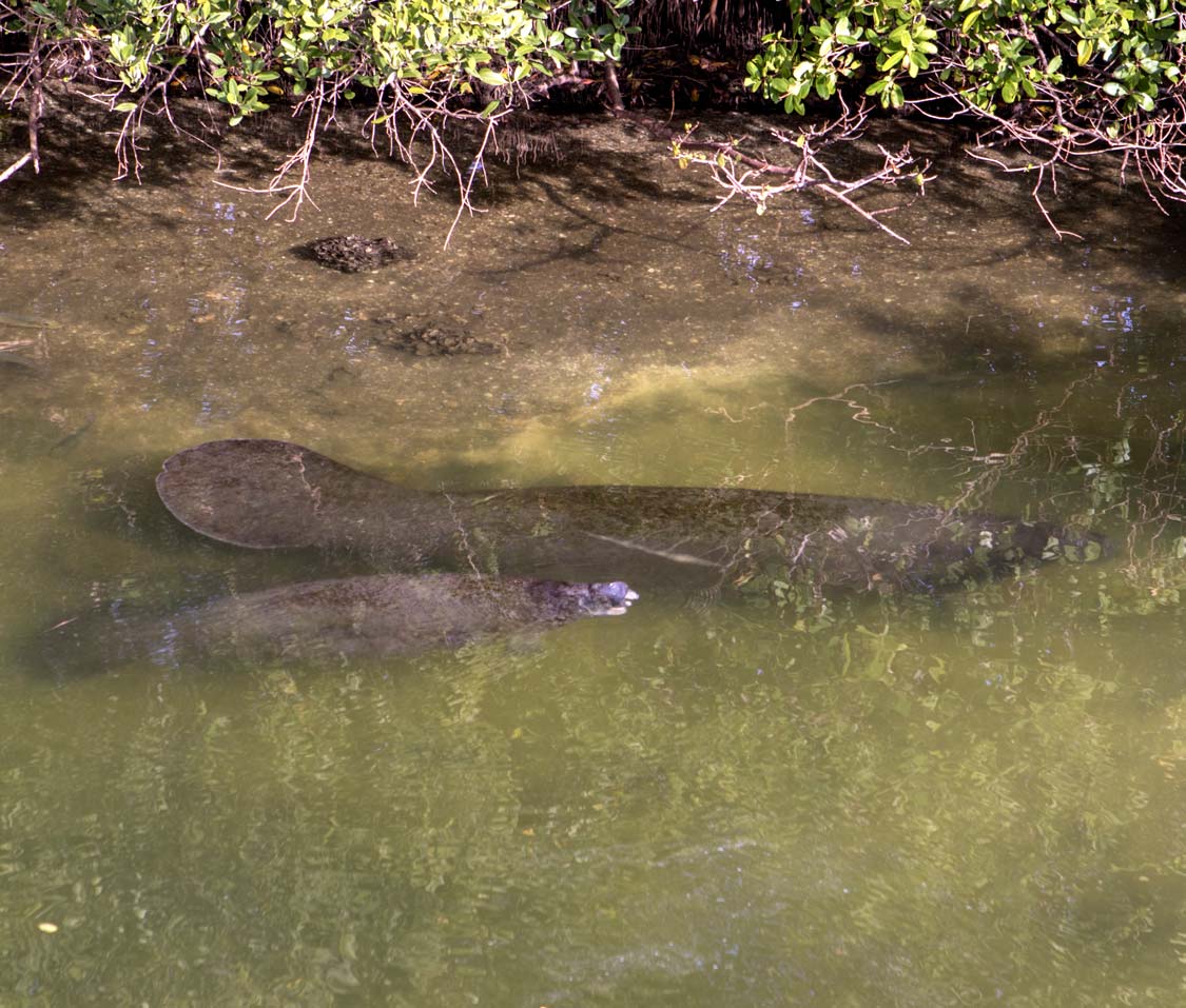 A mother and calf manatee at the TECO viewing center in Tampa Bay Florida