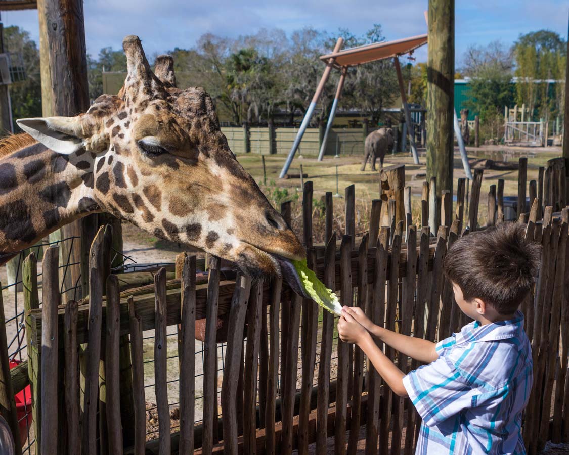 A young boy feeds a giraffe at ZooTampa in Tampa Florida