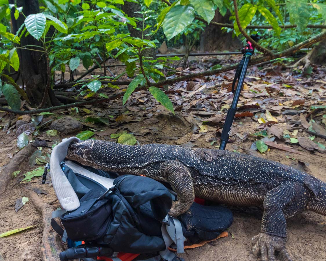 A-monitor-lizard-looks-in-a-bag-at-the-Puerto-Princesa-Underground-River