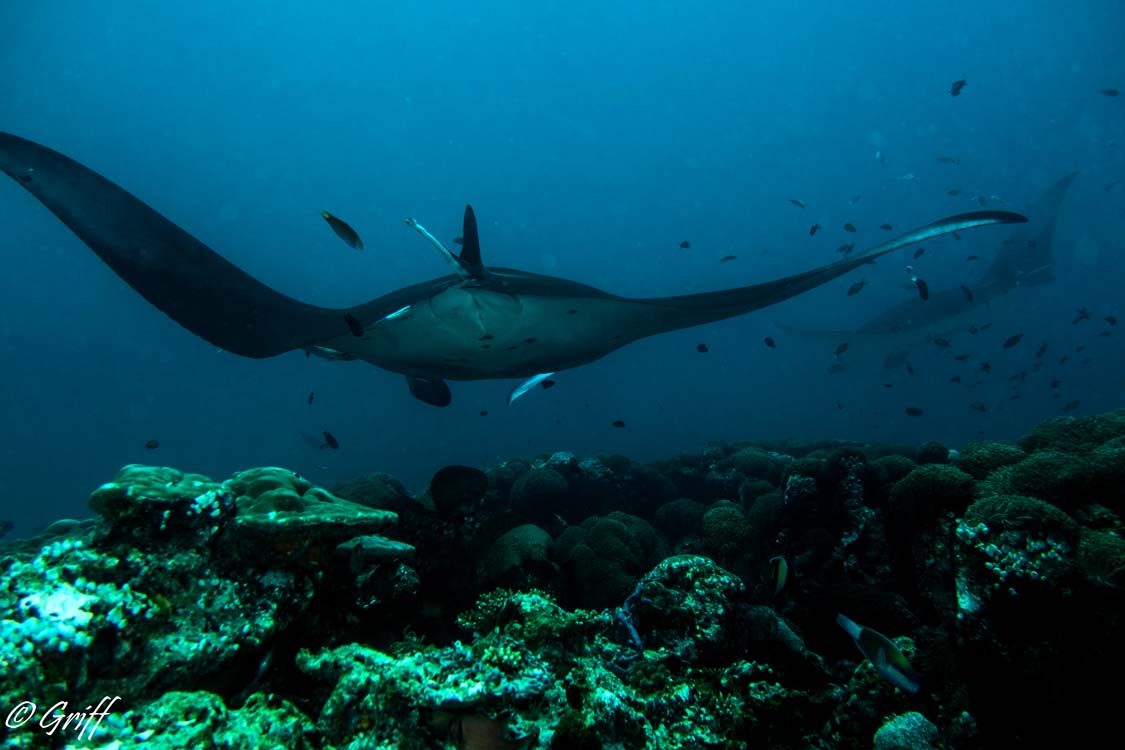 SCUBA Diving with Manta Rays in Kona Hawaii