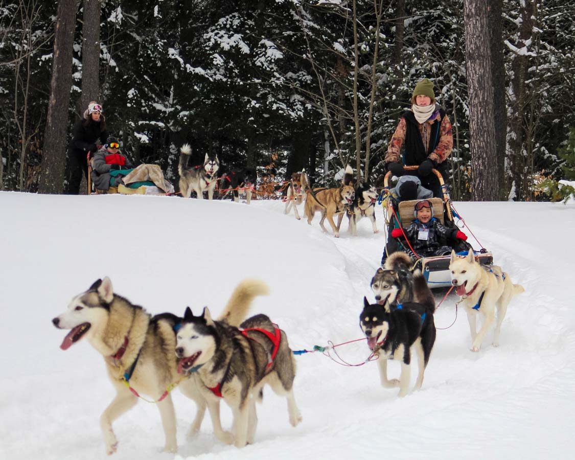 Wandering Wagars boys dog sledding at Mont Tremblant Quebec