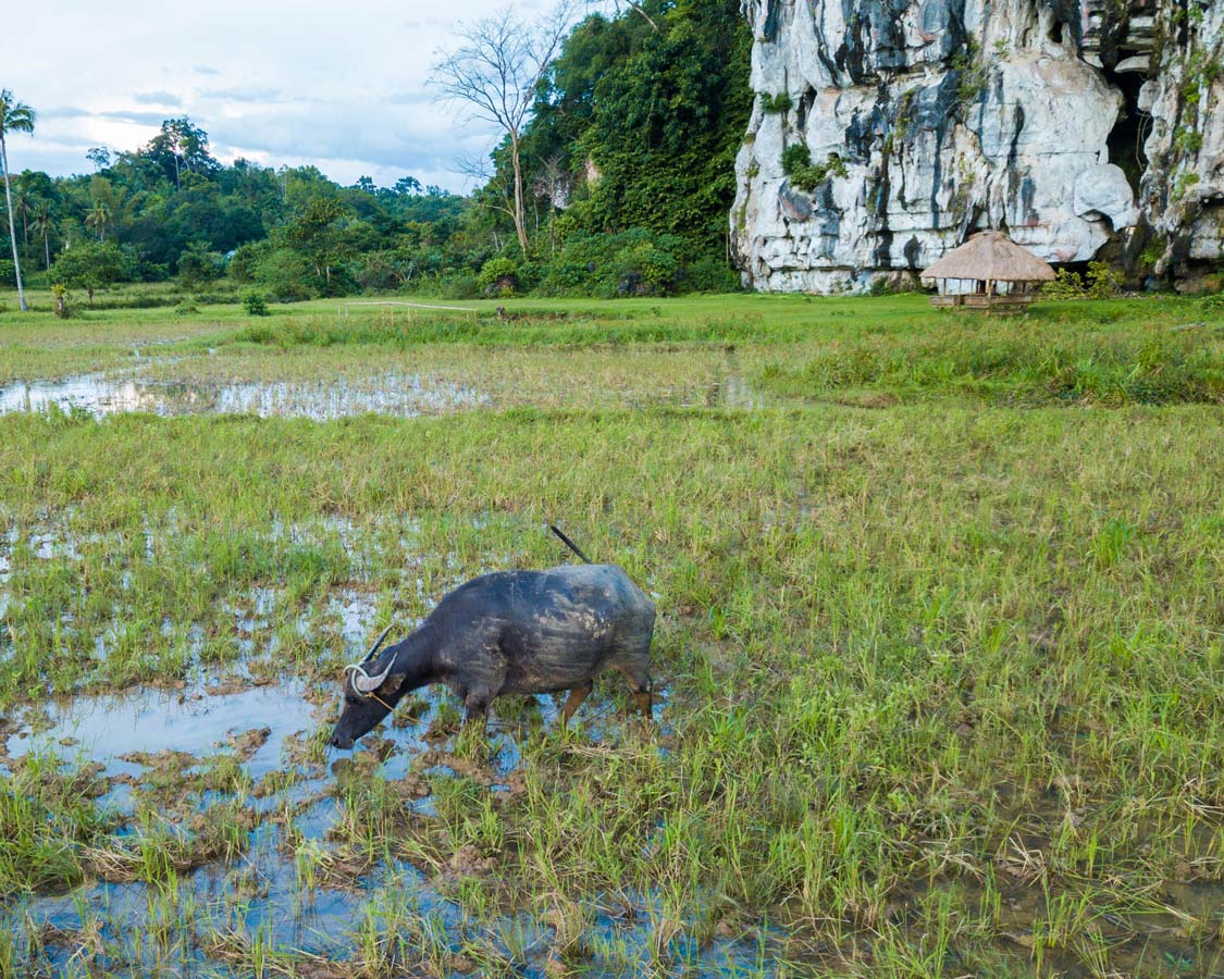 Water Buffalo in a rice field outside of Elephant Cave in Puerto Princesa Philippines