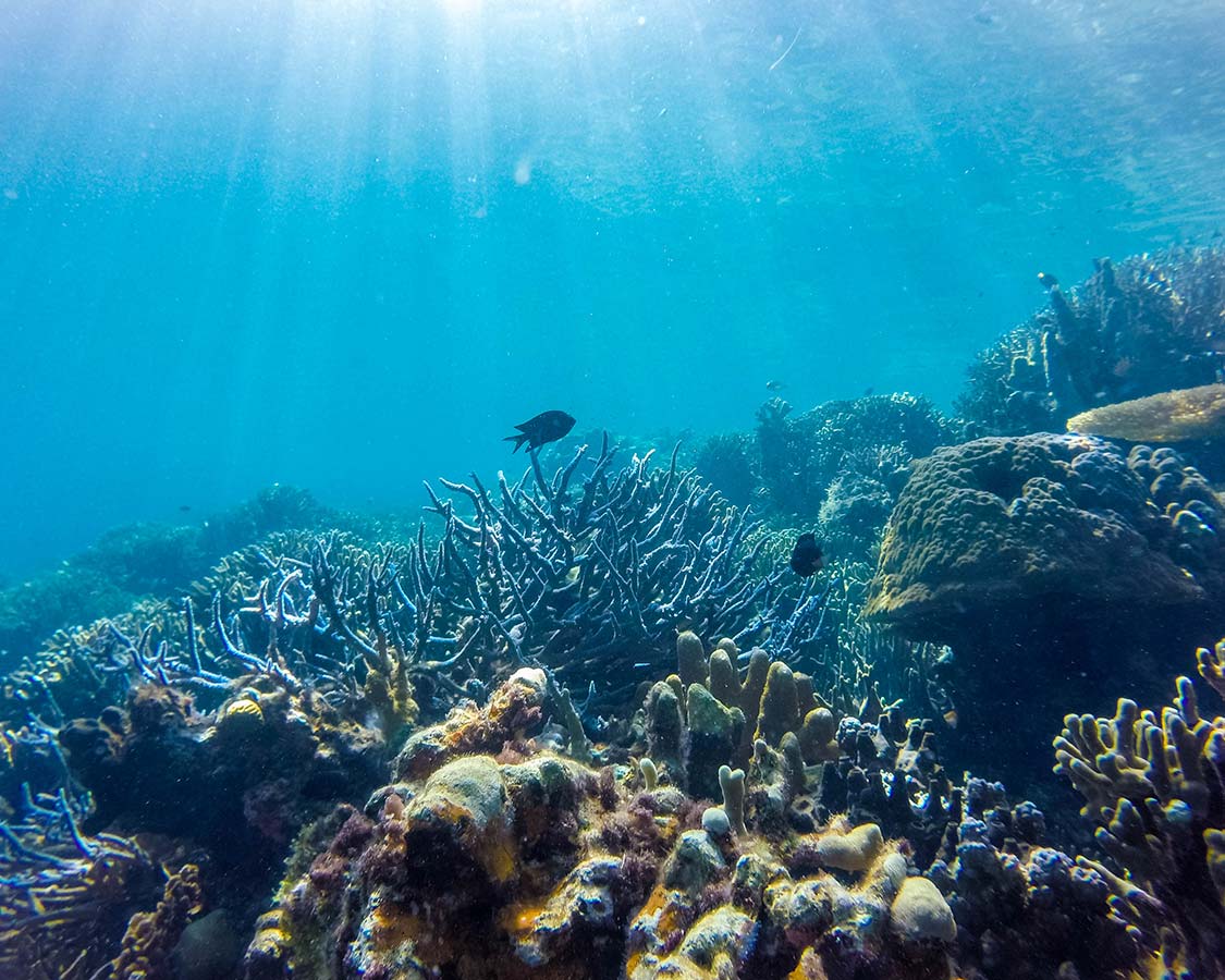 Coron coral reef SCUBA diving Sangat Island dive resort
