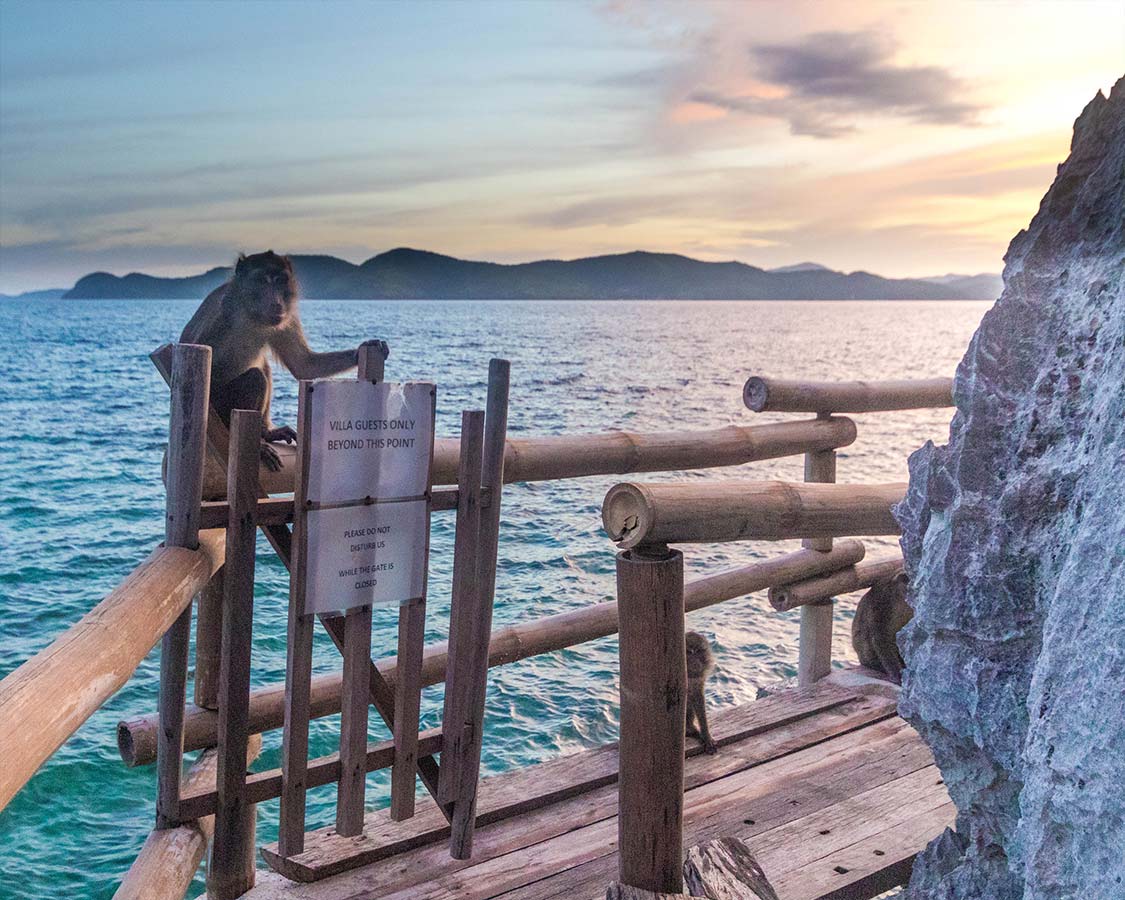 Monkeys on Sangat Island Resort