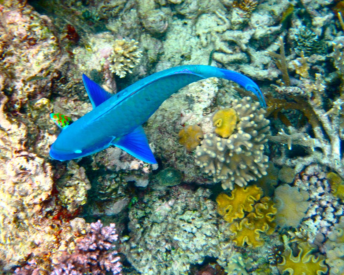 Great Barrier Reef on an East Coast Route Road Trip in Australia