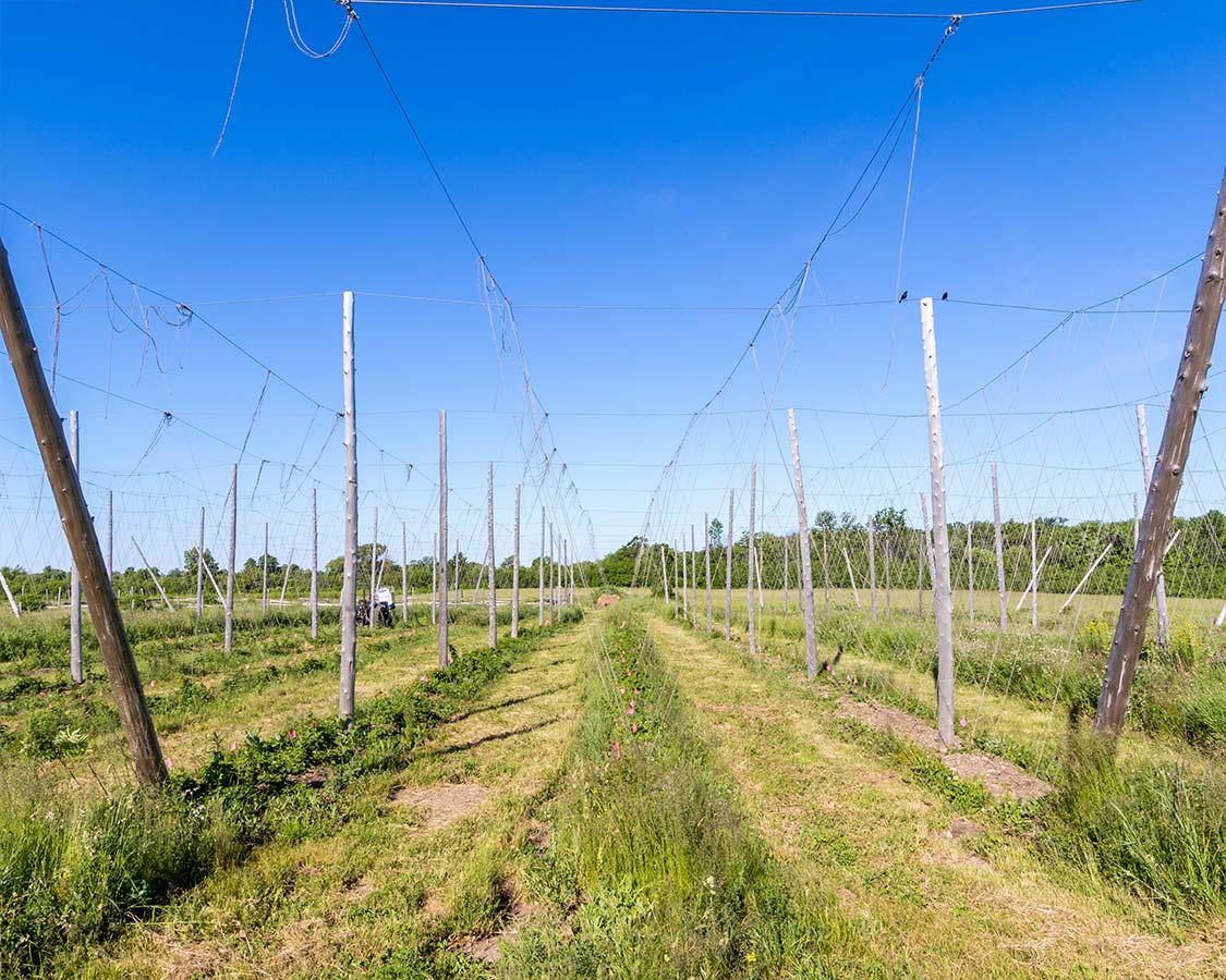 agro-tourism Hops at Fronterra Brewery in Prince Edward County