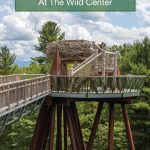 Experience the Wild Center New York and discover why this is the Wildest Adirondack Adventure Center in Upstate New York.