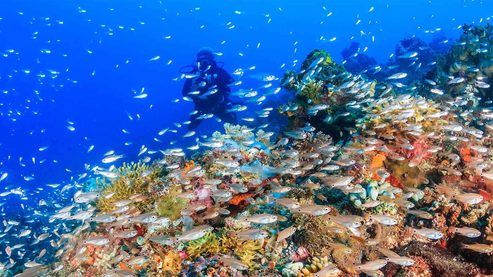 Are you searching for the best diving destinations in the Caribbean for a family SCUBA diving vacation? Discover Bonaire, Cayman Islands, Belize, and more!