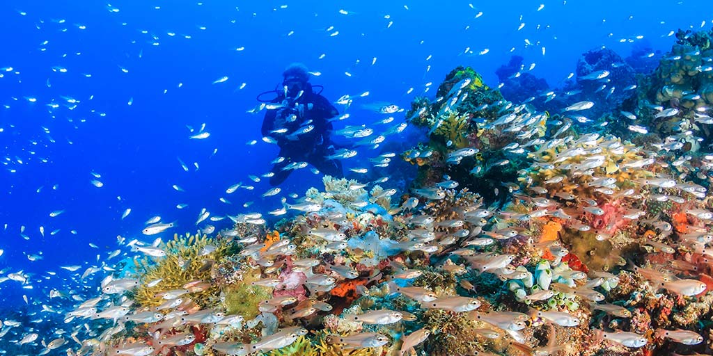 Are you searching for the best diving destinations in the Caribbean for a family SCUBA diving vacation? Discover Bonaire, Cayman Islands, Belize, and more!