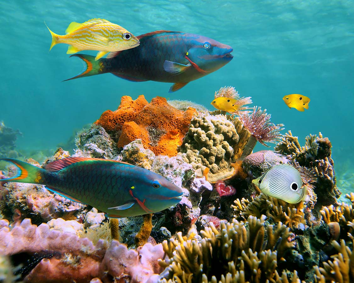 Best diving destinations in the Caribbean Roatan Honduras undersea life