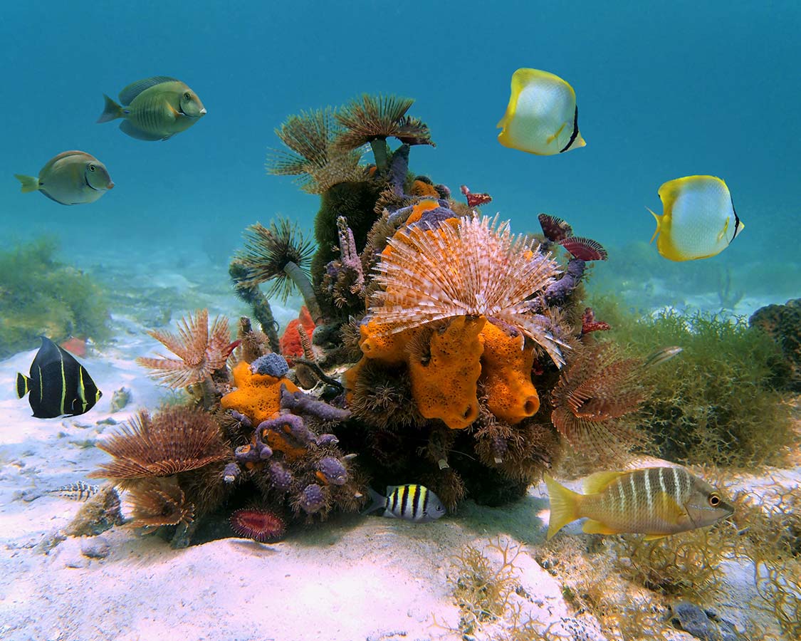 scuba diving trips in caribbean