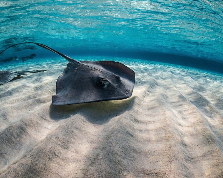 The Best Diving Destinations In The Caribbean For Families - Adventure