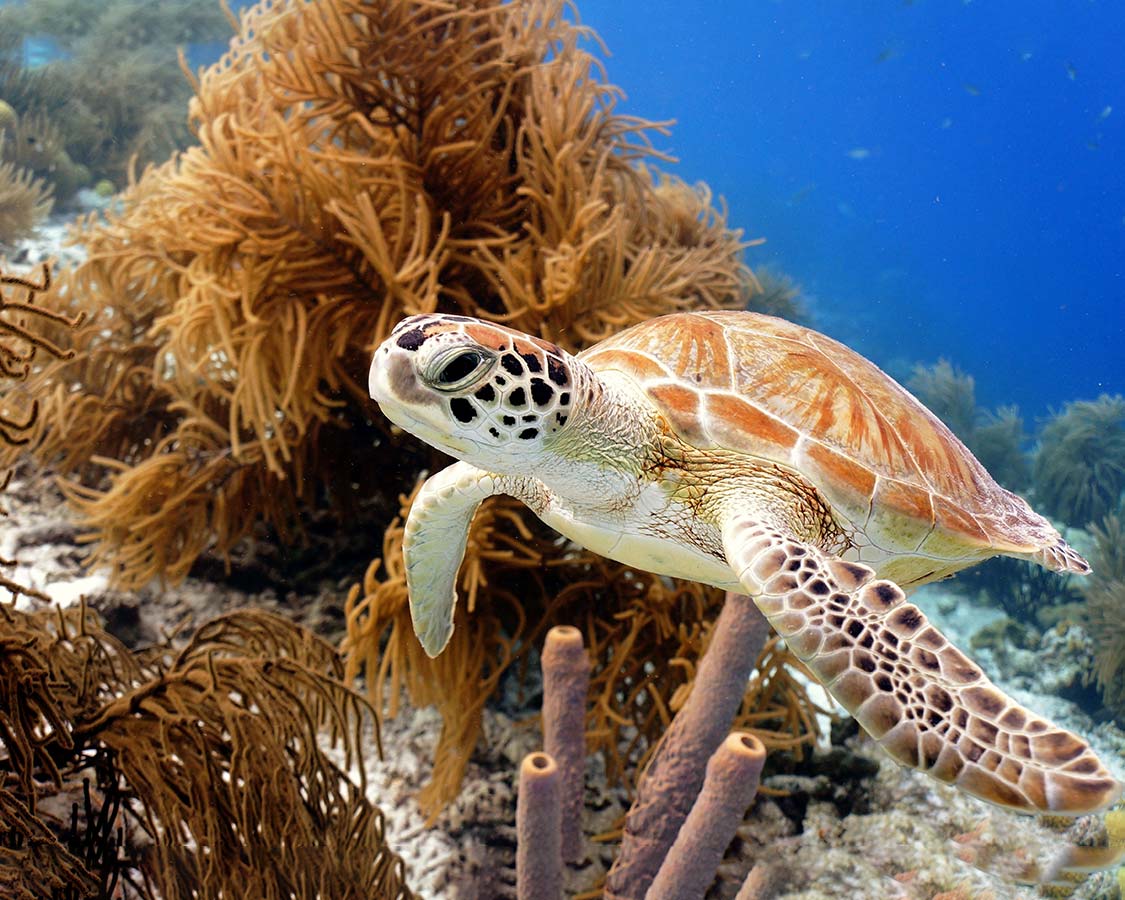 Family dive vacations sea turtle in Bonaire