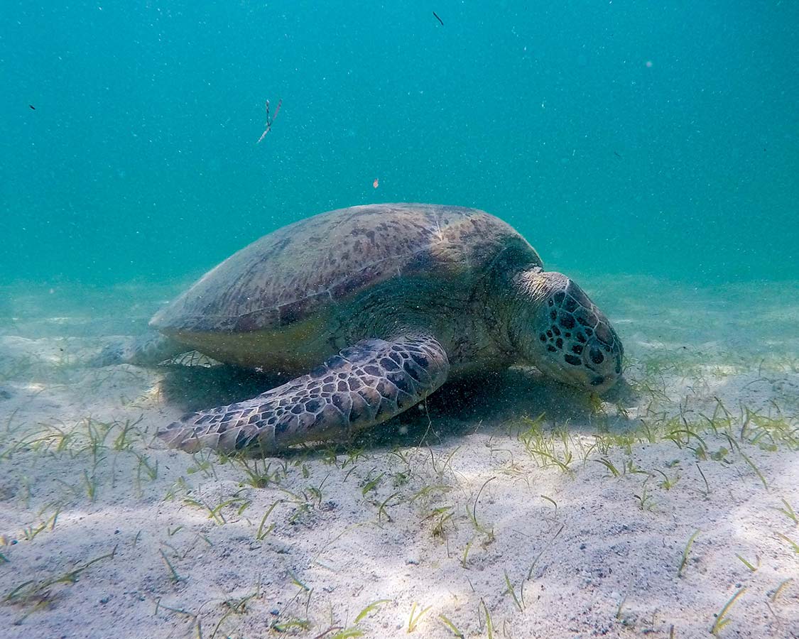 palawan things to do swim with sea turtles San Vicente
