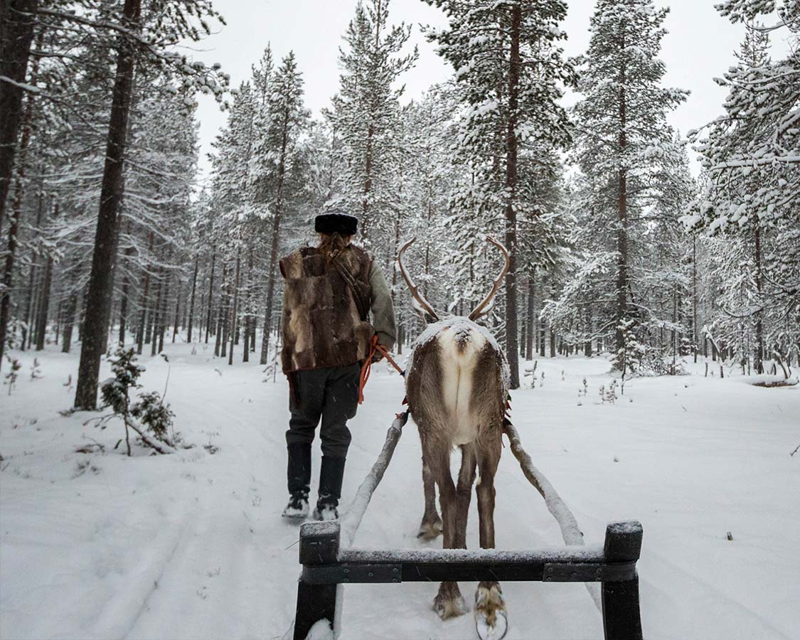 Rovaniemi Activities Reindeer Sleigh Ride