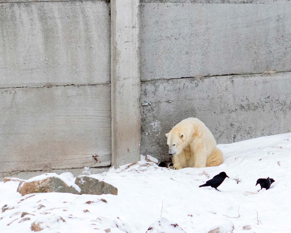 Things to do in Rovaniemi Ranua Zoo