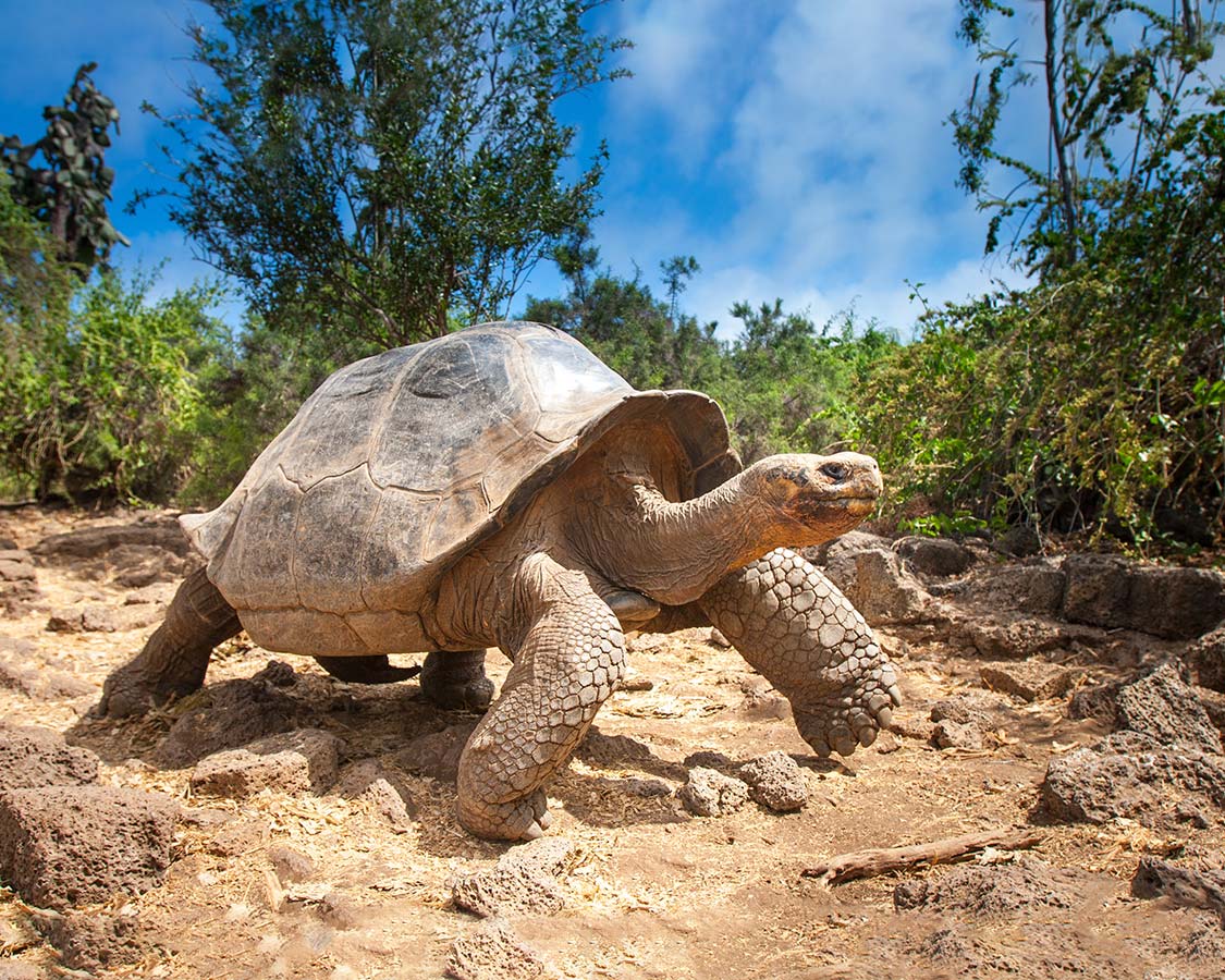 Family-friendly-wildlife-experiences-galapagos-tortoise