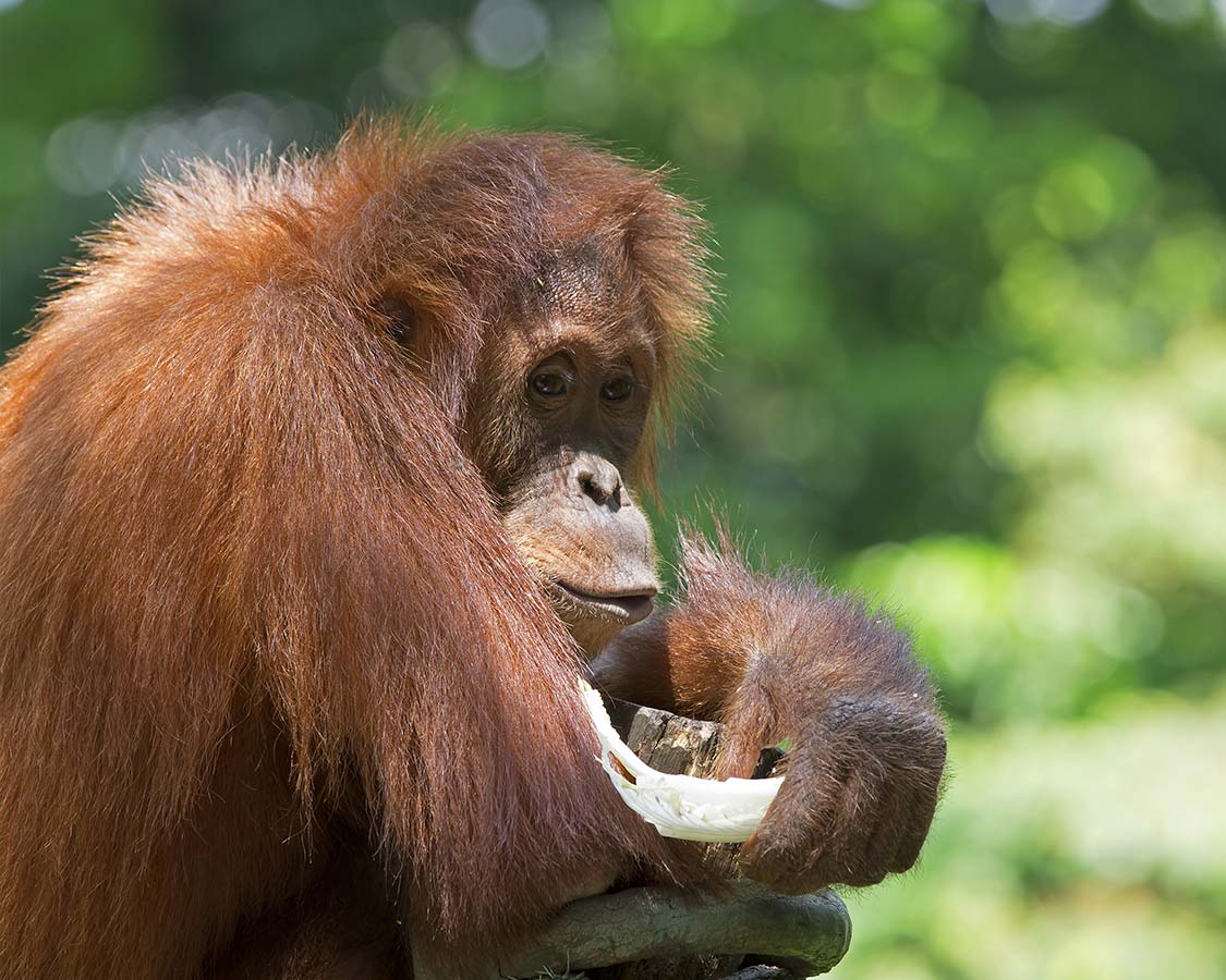 Family-wildlife-experience-Orangutans-in-Sumatra-Indonesia