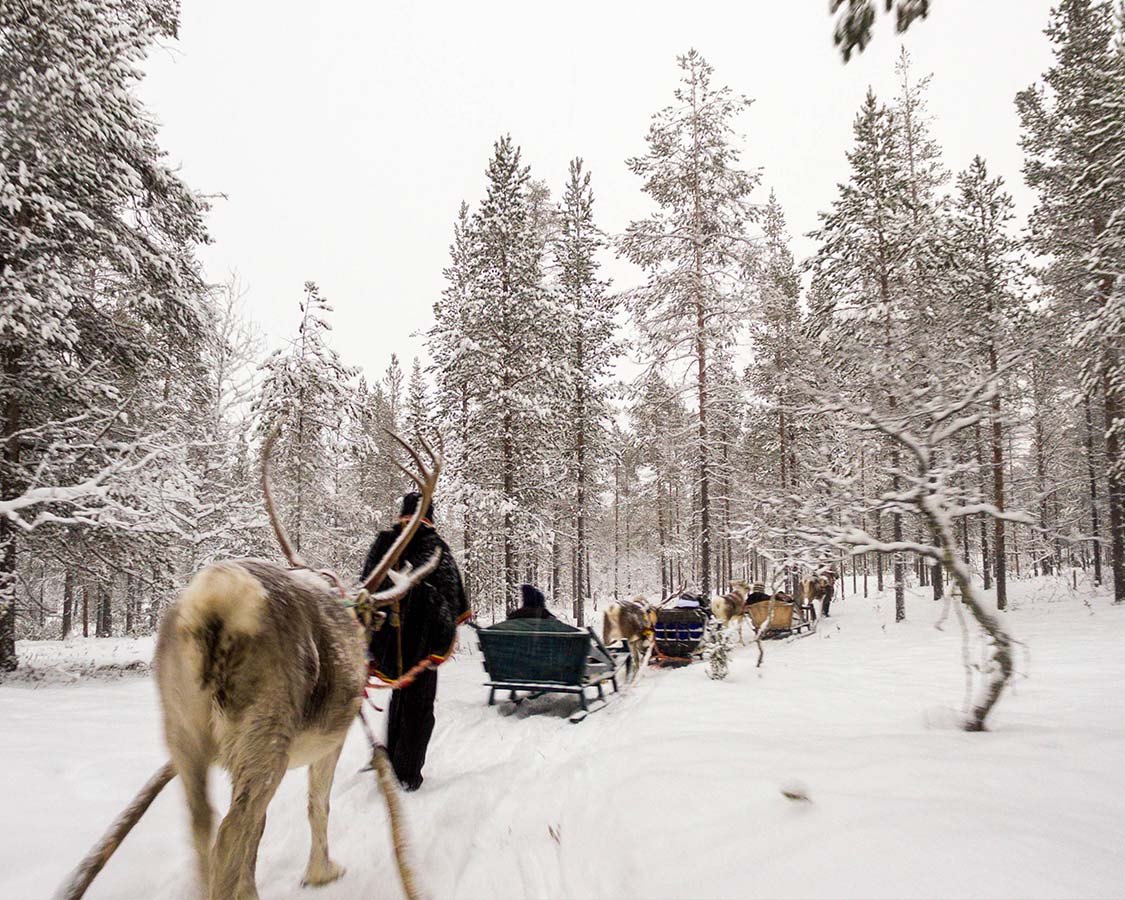 Finland-Inari-reindeer-safari