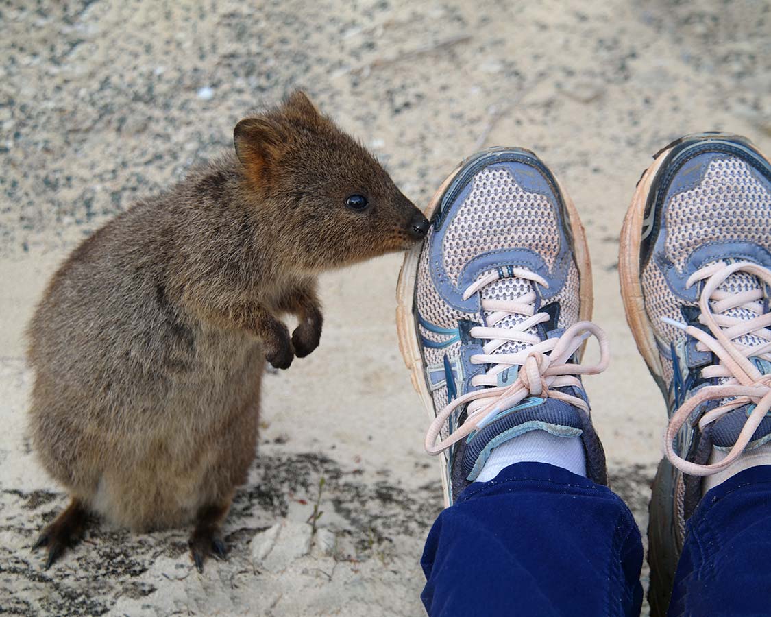 Quokka-wildlife-experience-Rottnest-Island-Australia