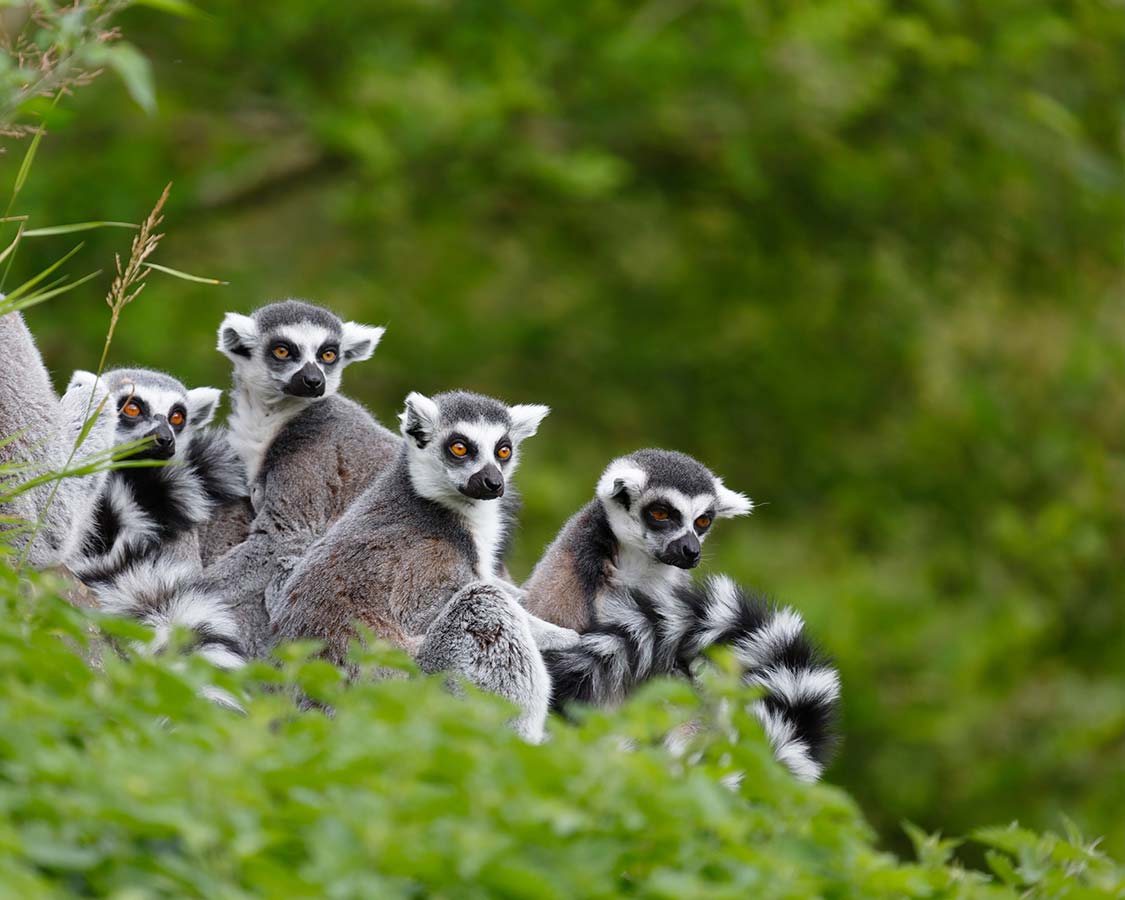 Wildlife-experiences-for-children-Lemurs-in-Madagascar