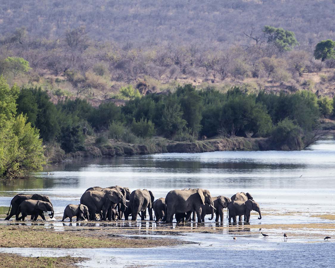 Wildlife-experiences-for-families-Elephants-in-Kruger-National-Park