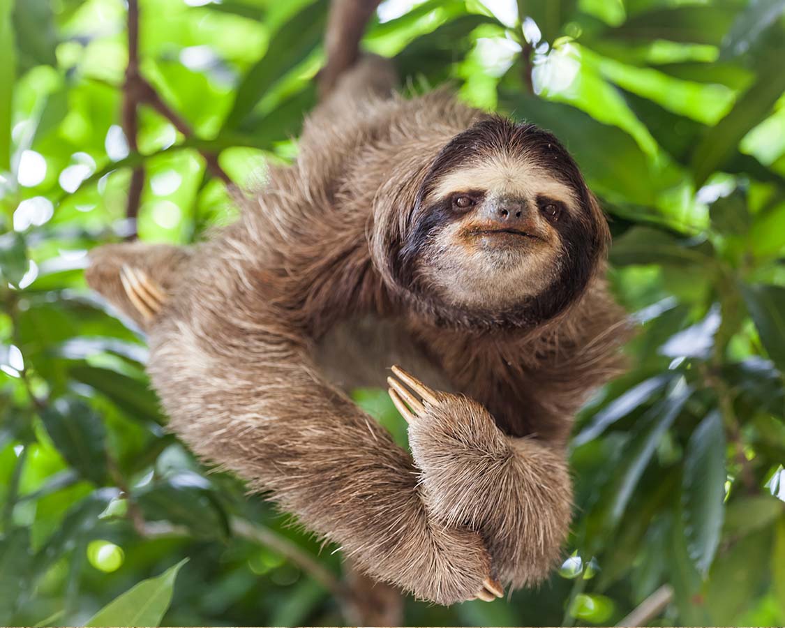 Wildlife-experiences-for-kids-Sloths-in-Costa-Rica