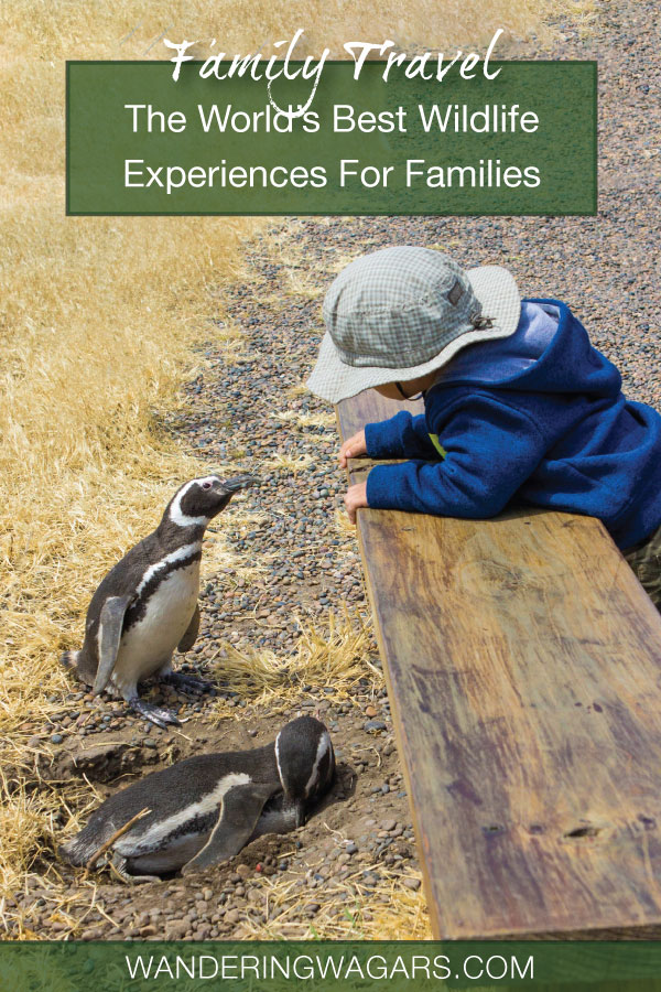 Family friendly wildlife experiences