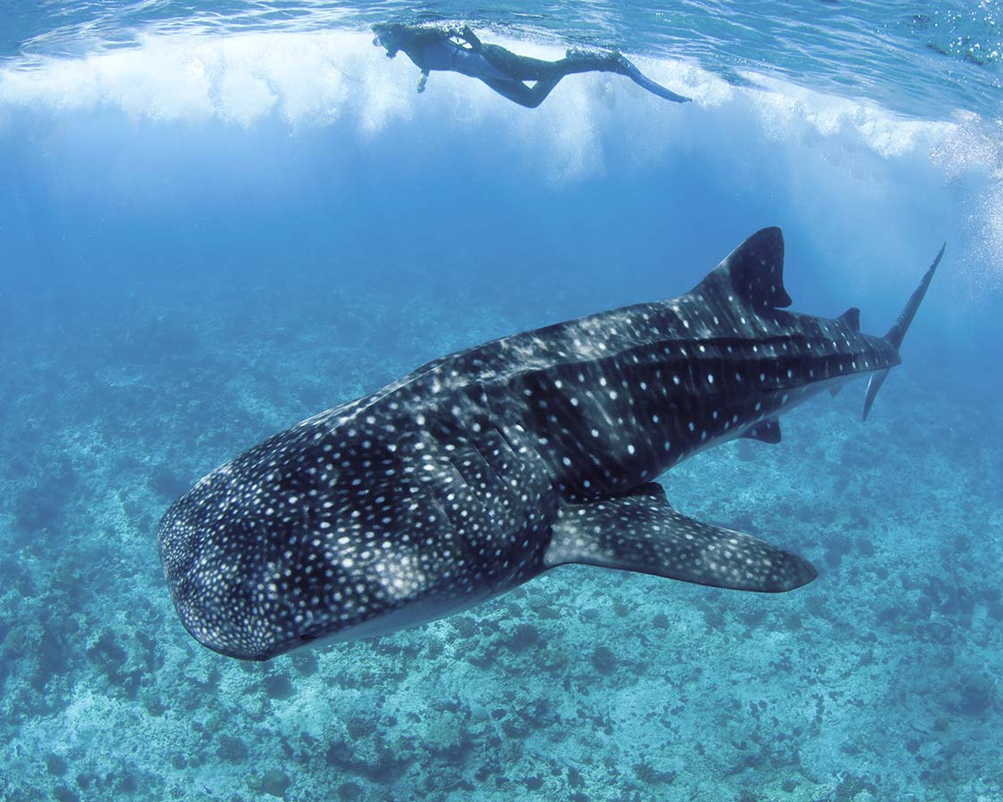 kids-wildlife-experiences-swimming-with-whale-sharks-in-Donsol-Philippines