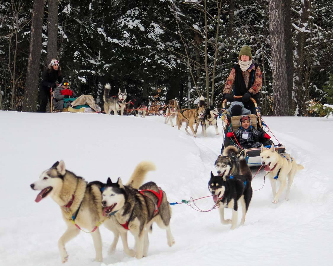 Arrowhead Provincial Park dog sledding