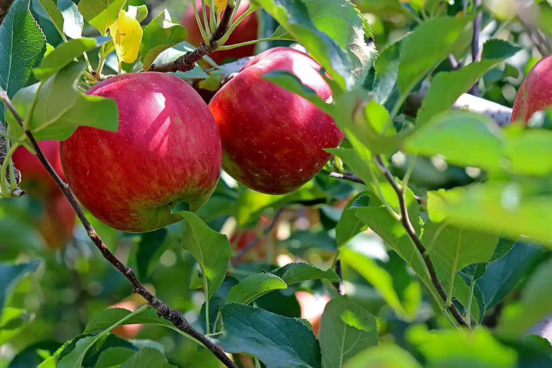 Apple tree at County Cider Company PEC