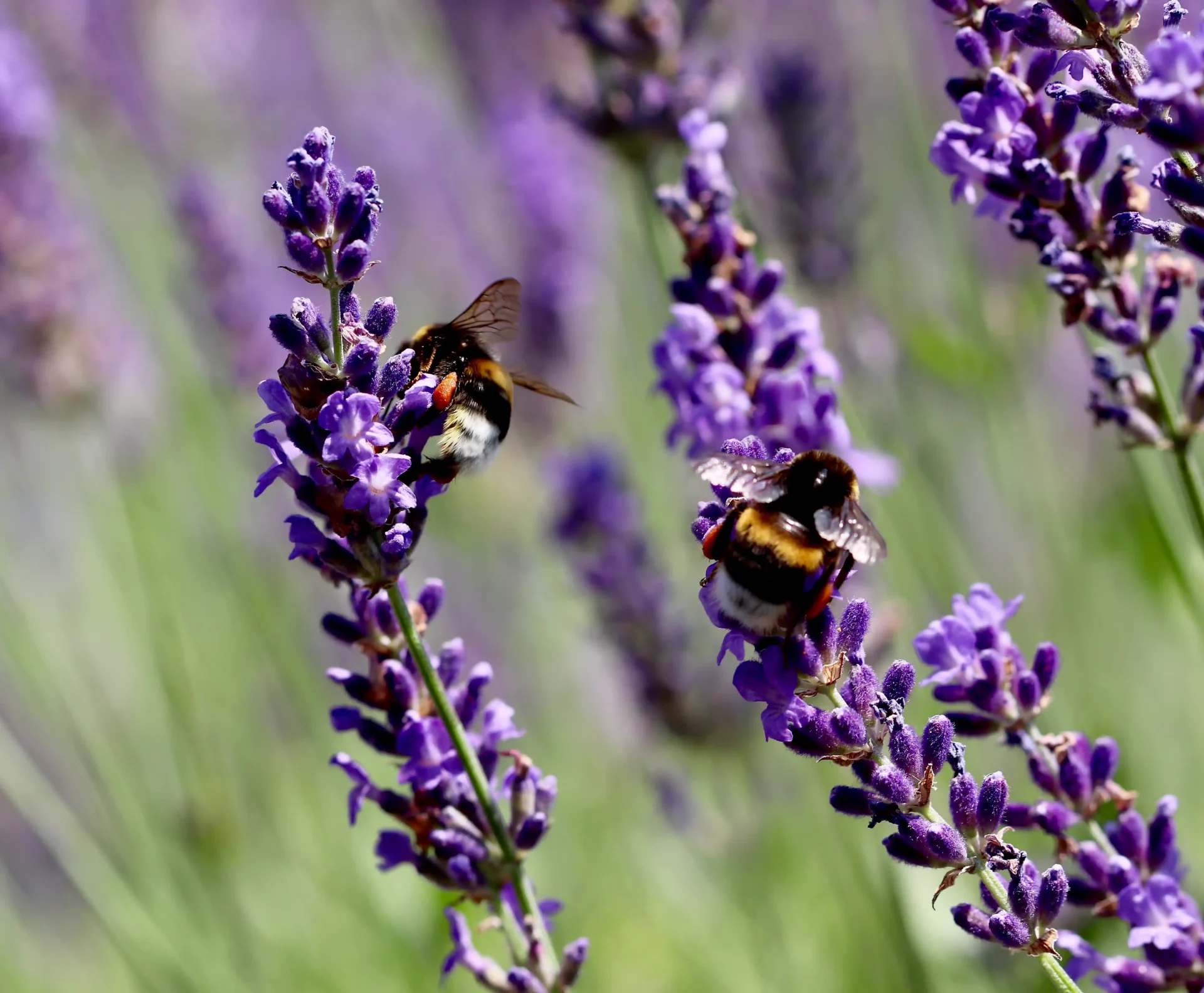Bumblebees crawl over lavender flowers at Prince Edward County Lavender