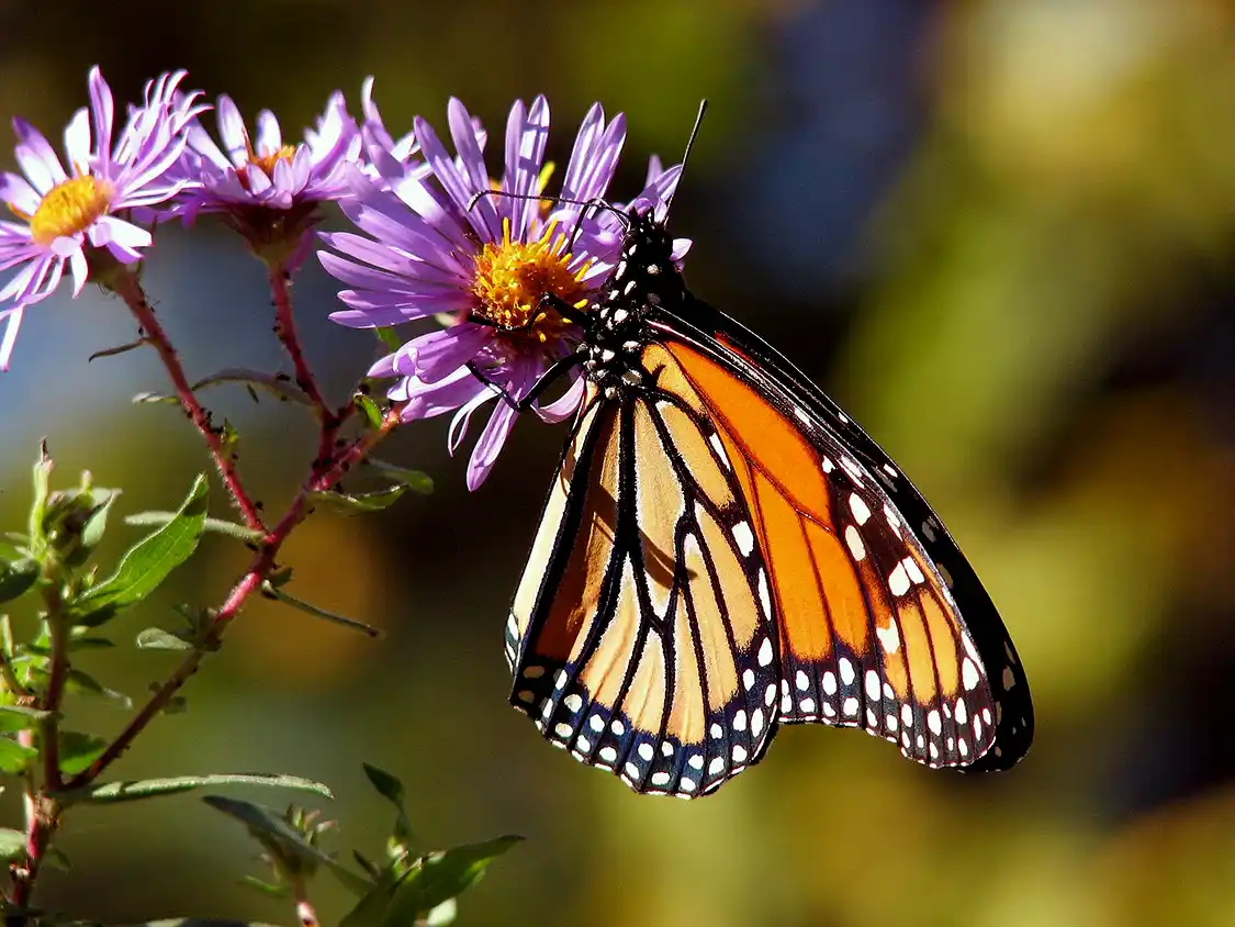 Monarch butterfly at Prince Edward Point