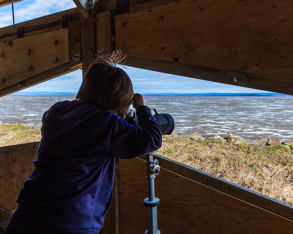 Things To Do Near Quebec City Cap Tourmente National Wildlife Area